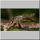 Neoitamus cyanurus - Raubfliege m04 Deister.jpg